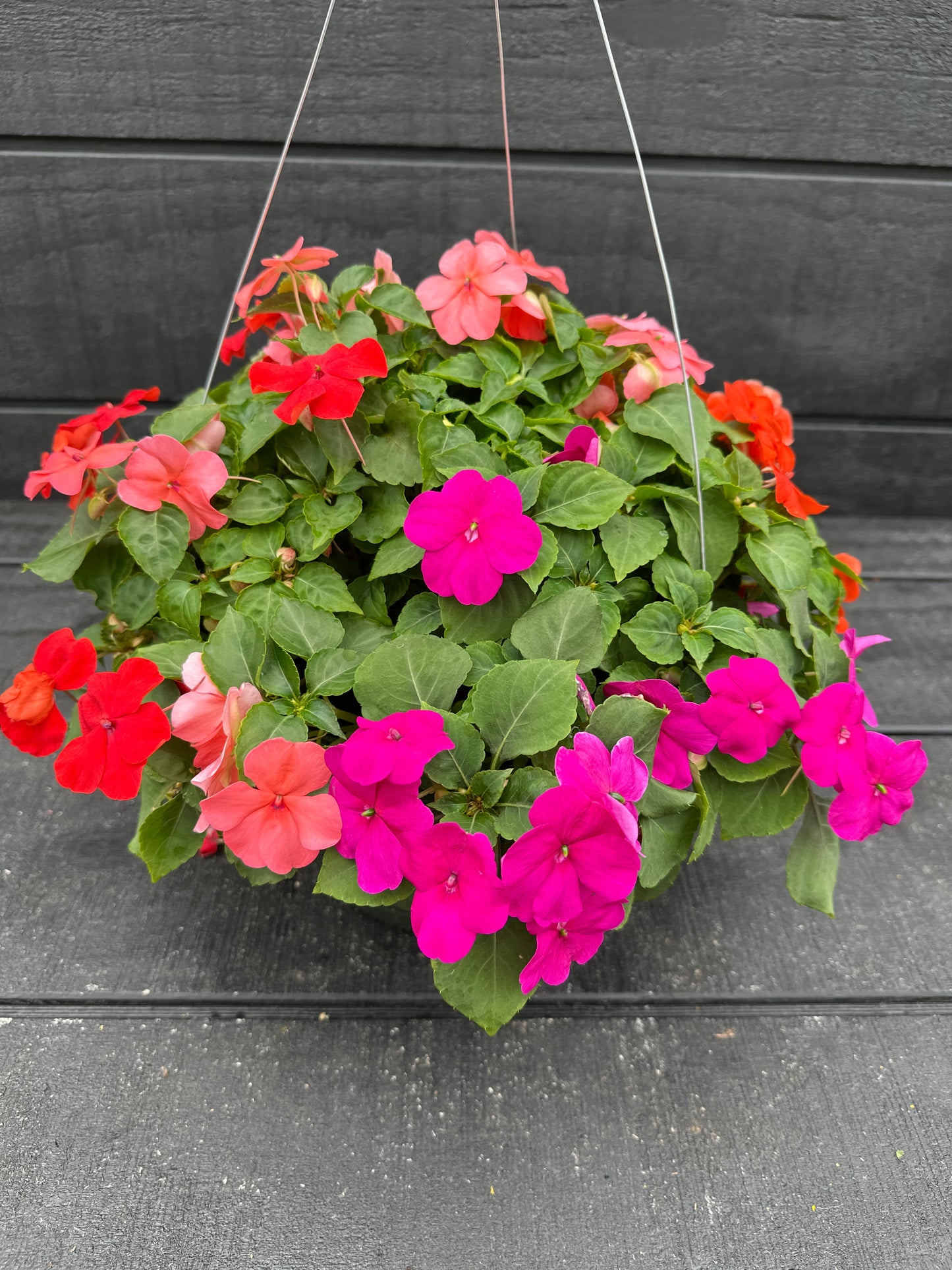 IMPATIENS BEACON FORMULA MIX - 10" HANGING BASKET