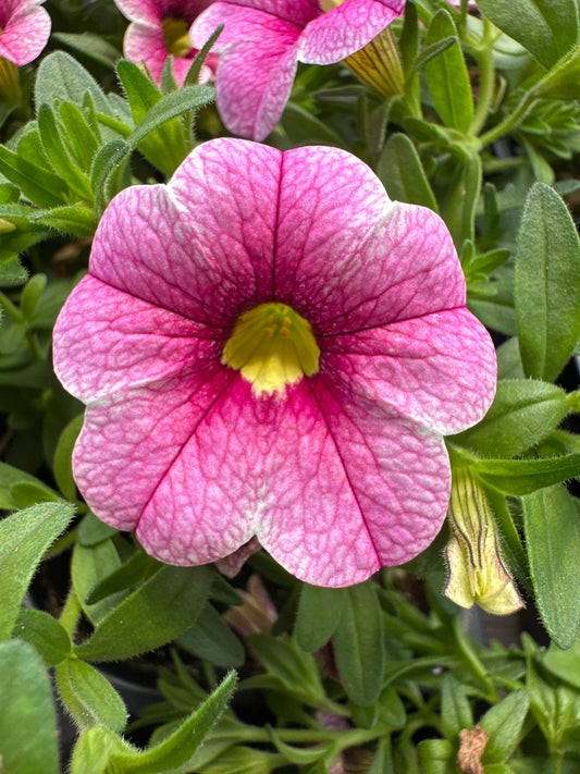 CALIBRACHOA CABARET STRAWBERRY PARFAIT - JUMBO 6 PACK
