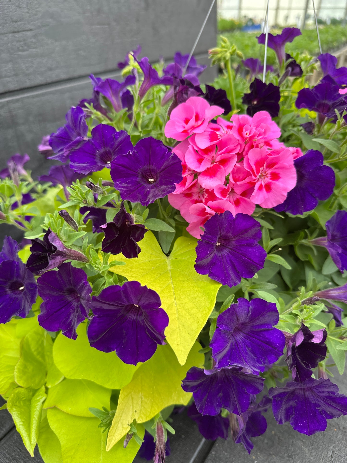 BASKET #23 - 12" HANGING BASKET