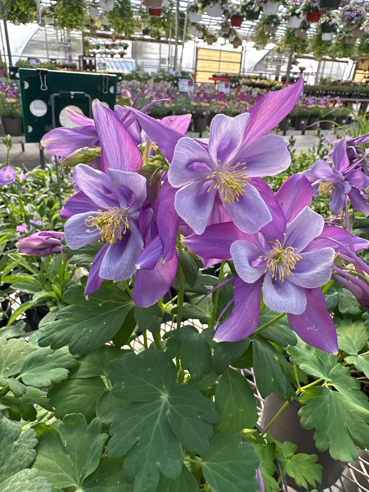 Aquilegia Early Bird™ 'Purple & Blue'