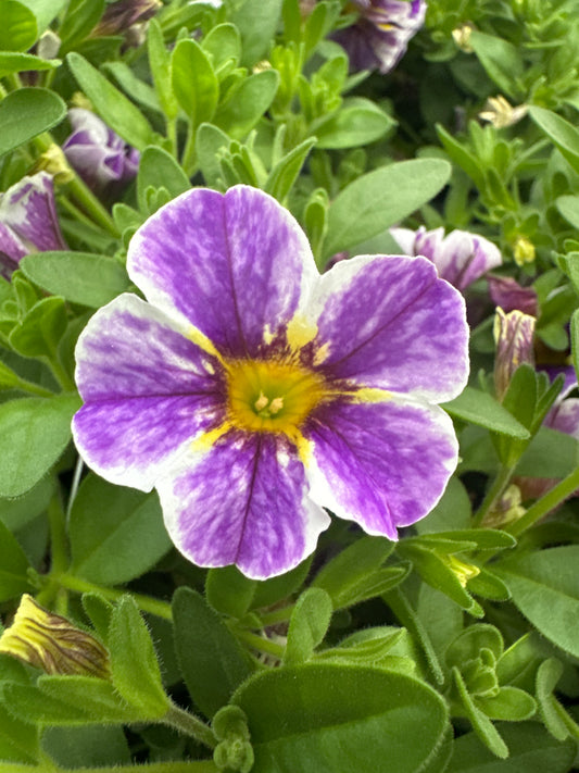 CALIBRACHOA SUPERBELLS HOLY SMOKES - 4" POT