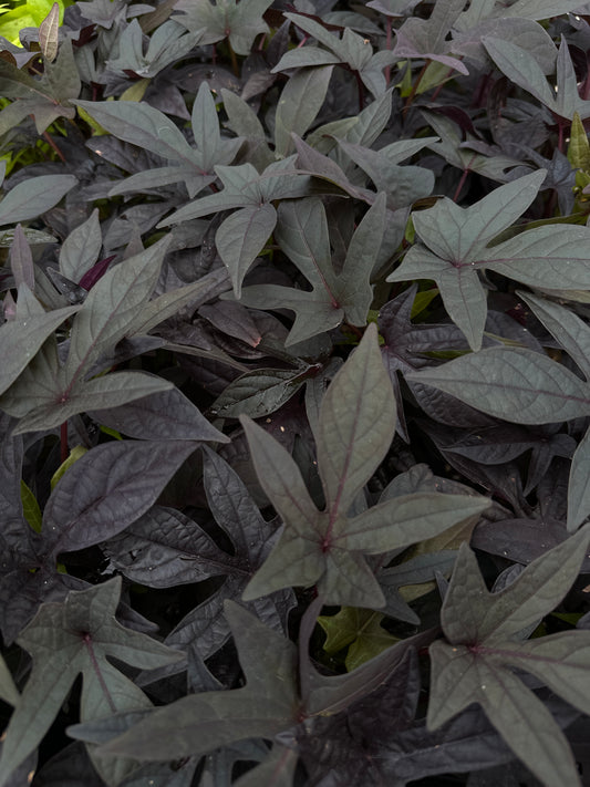 IPOMOEA SWEET POTATO BLACKIE - 4" POT