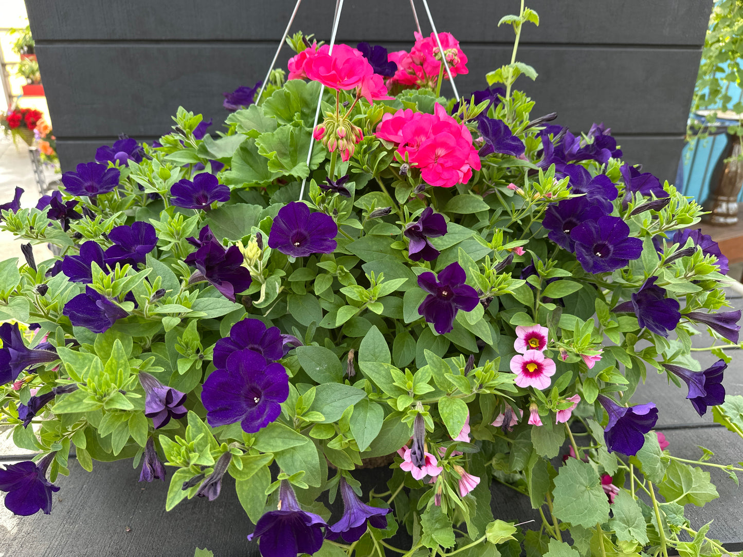 BASKET #8 - 16" HANGING BASKET