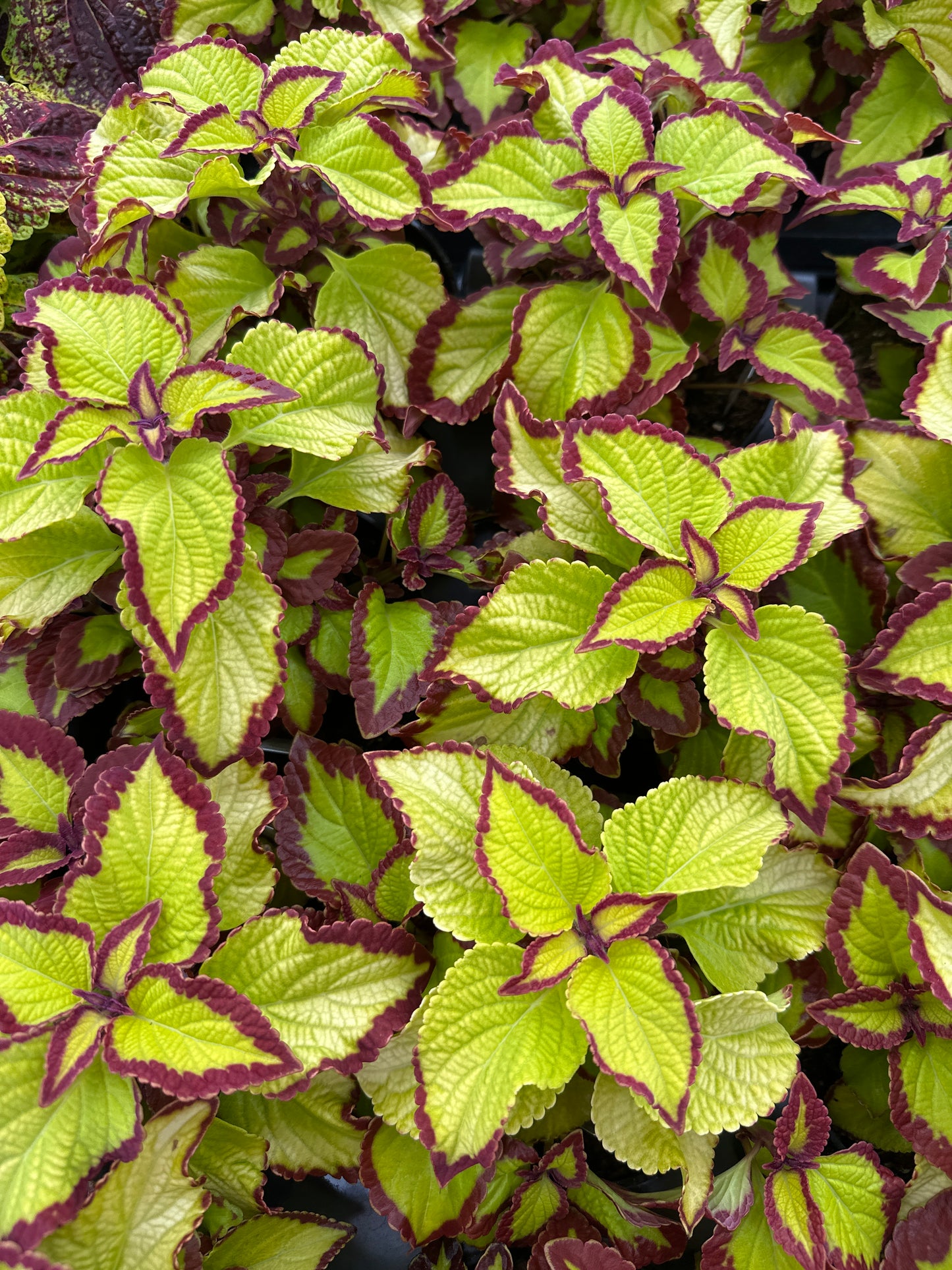 COLEUS STAINED GLASSWORKS VELVET - 4" POT