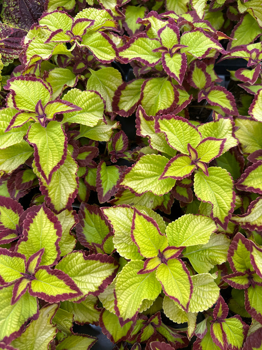 COLEUS STAINED GLASSWORKS VELVET - 4" POT