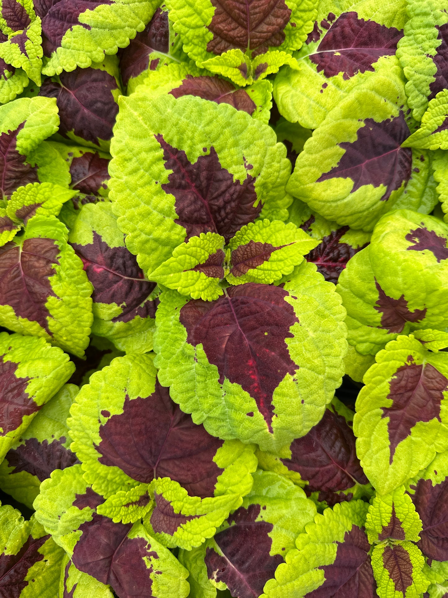 COLEUS KONG LIME SPRITE - 4" POT