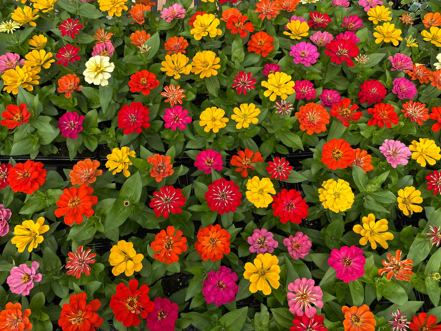 ZINNIA DREAMLAND MIXED - 6'' POT