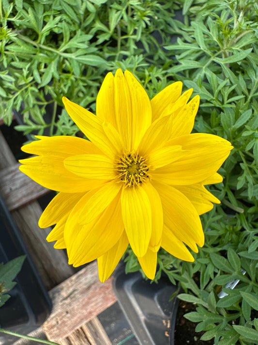 BIDENS BEE TWEETY - 4'' POT