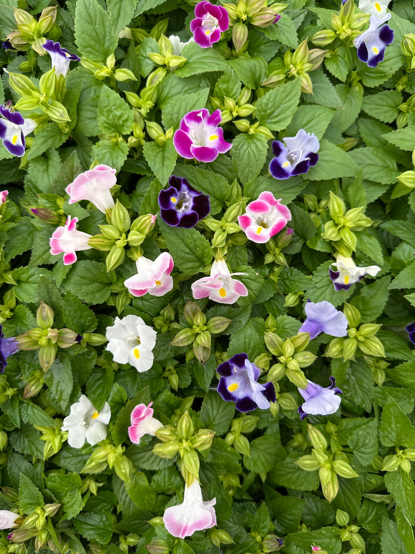 TORENIA HI-LITE MIX - FLAT OF 48 PLANTS