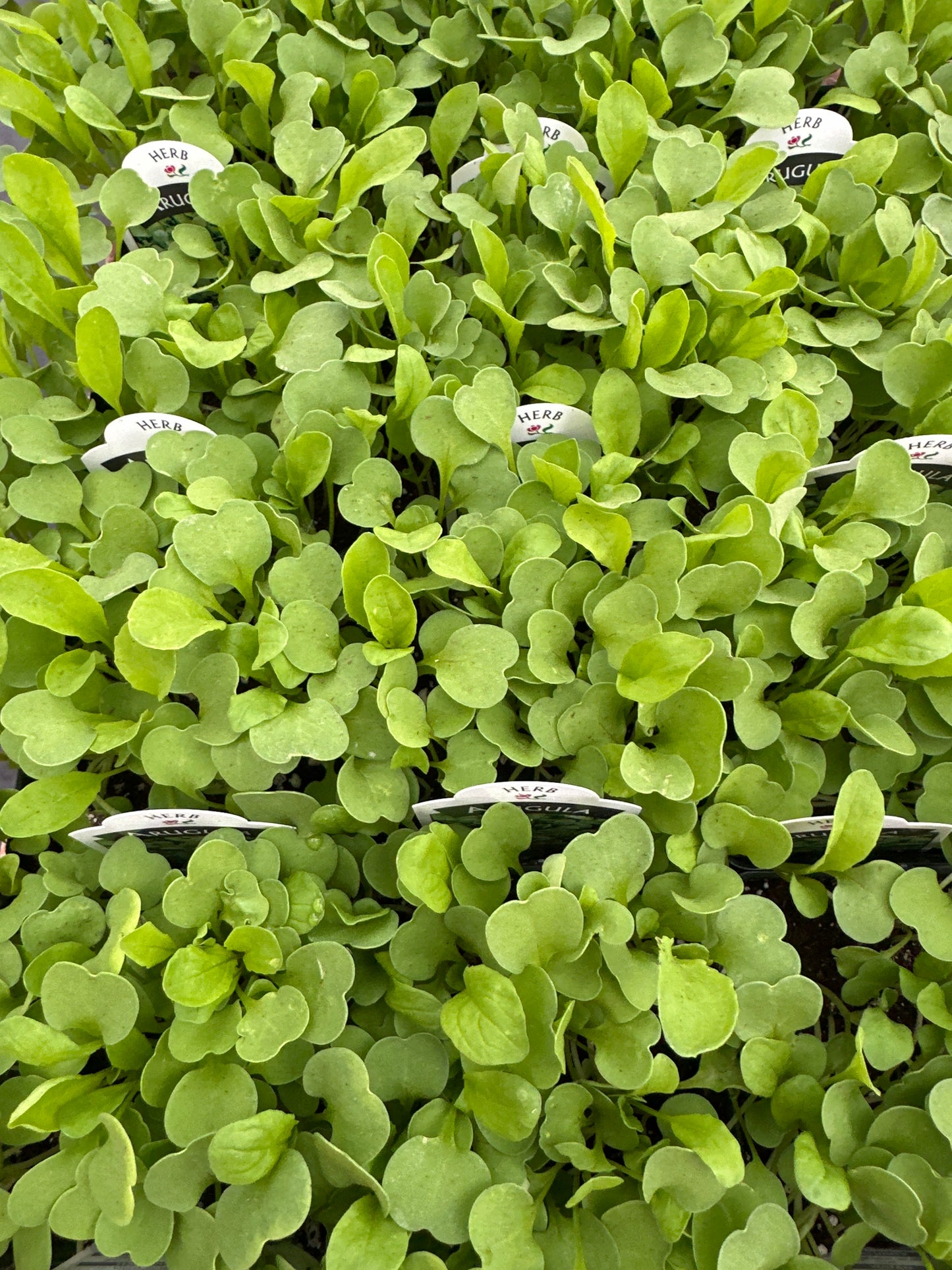 ARUGULA ROQUETTE ERUCA VESICARIA