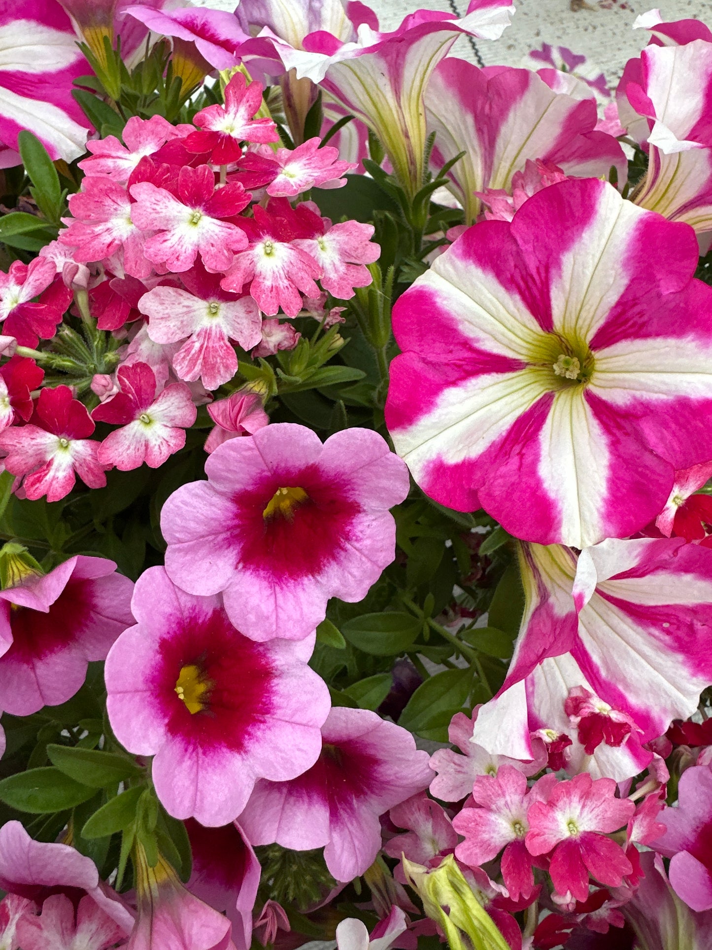 COMBO HELLO BARBIE - 6" POT