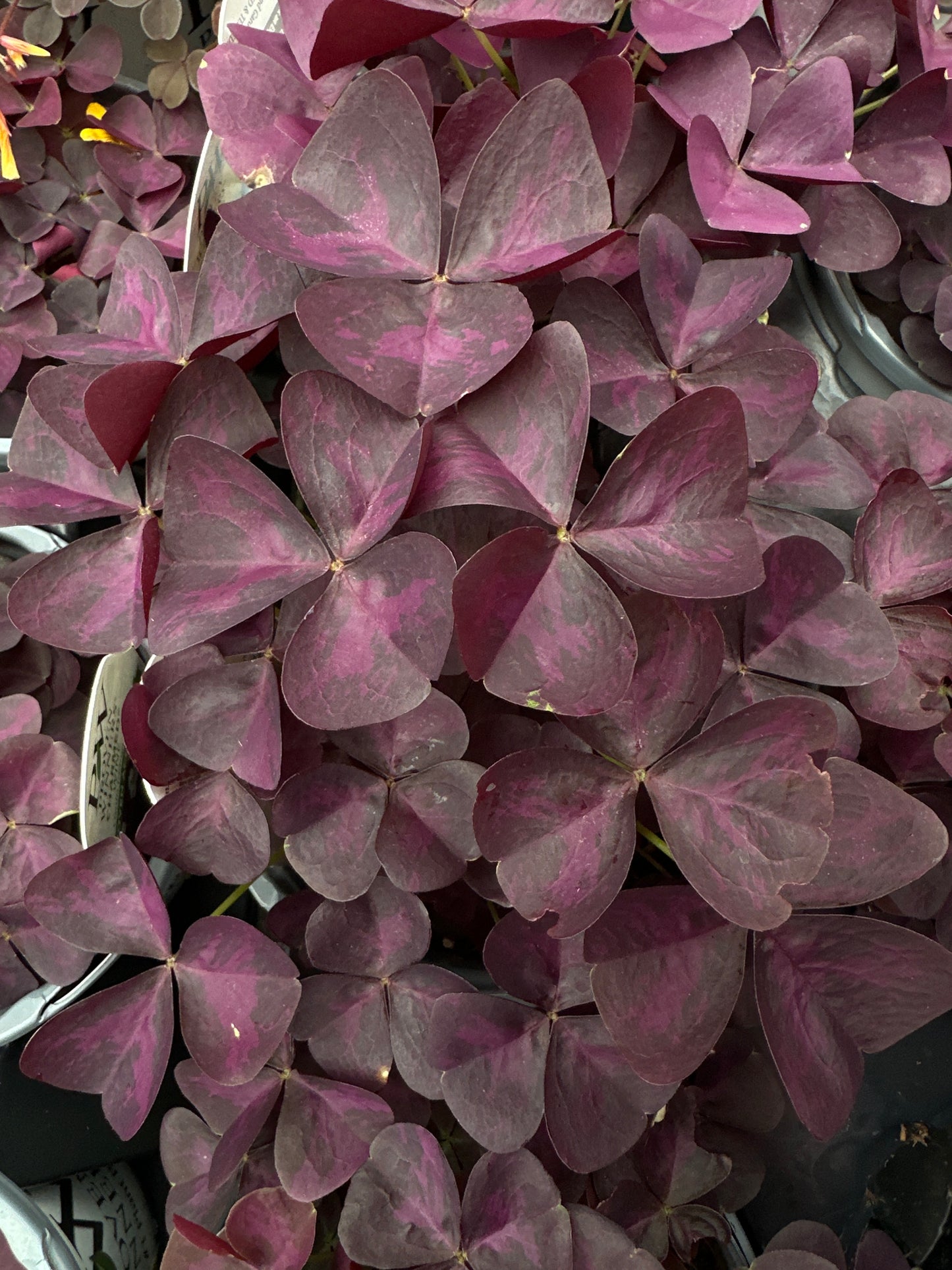 OXALIS CHARMED WINE - QUART POT