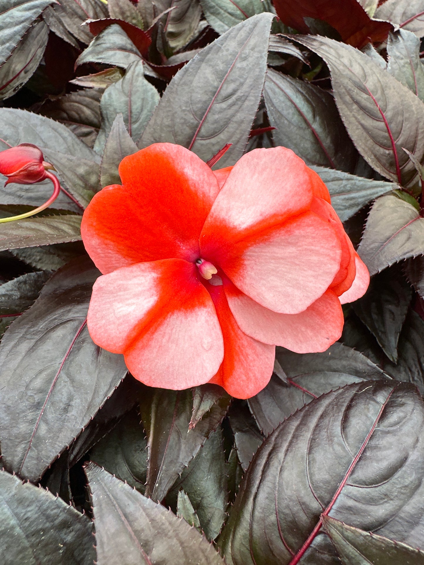 IMPATIENS SONIC SWEET ORANGE - 4" POT
