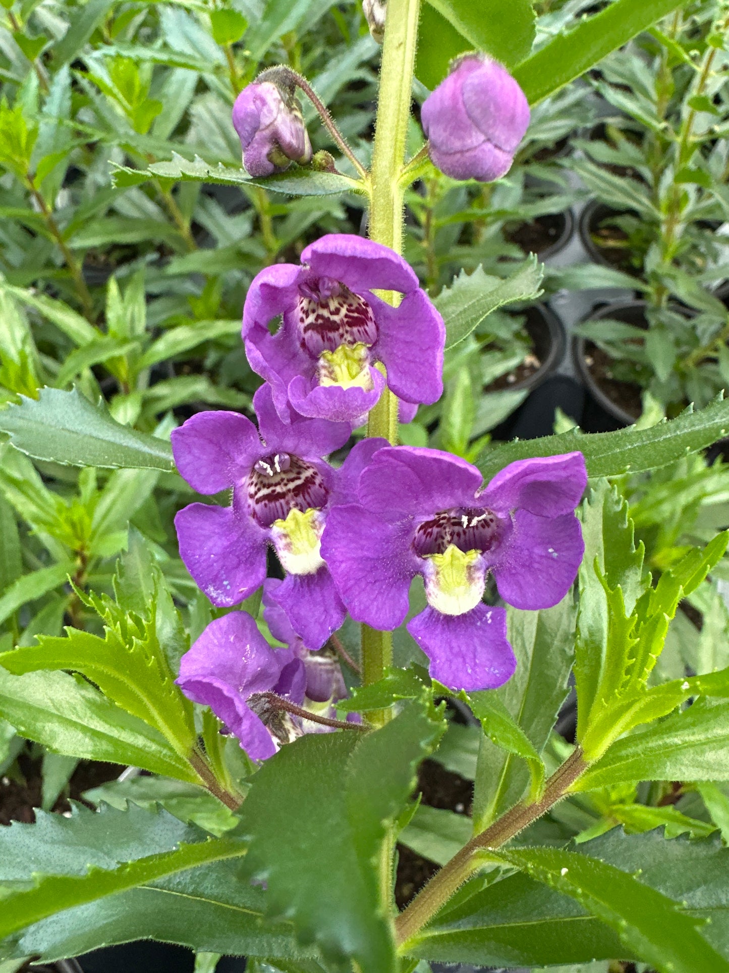 ANGELONIA GUARDIAN ANGEL BLUE - QUART POT