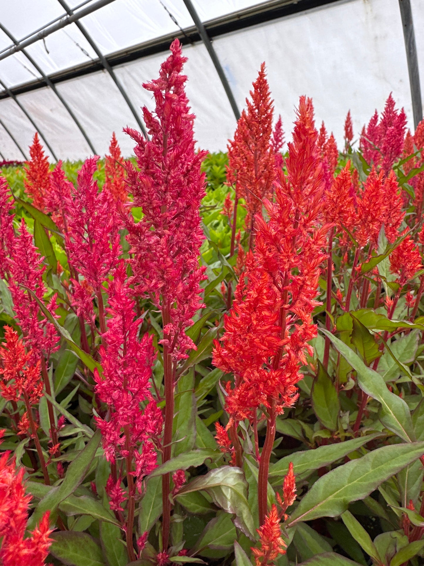 CELOSIA CENTURY SALMON PINK - JUMBO 6 PACK