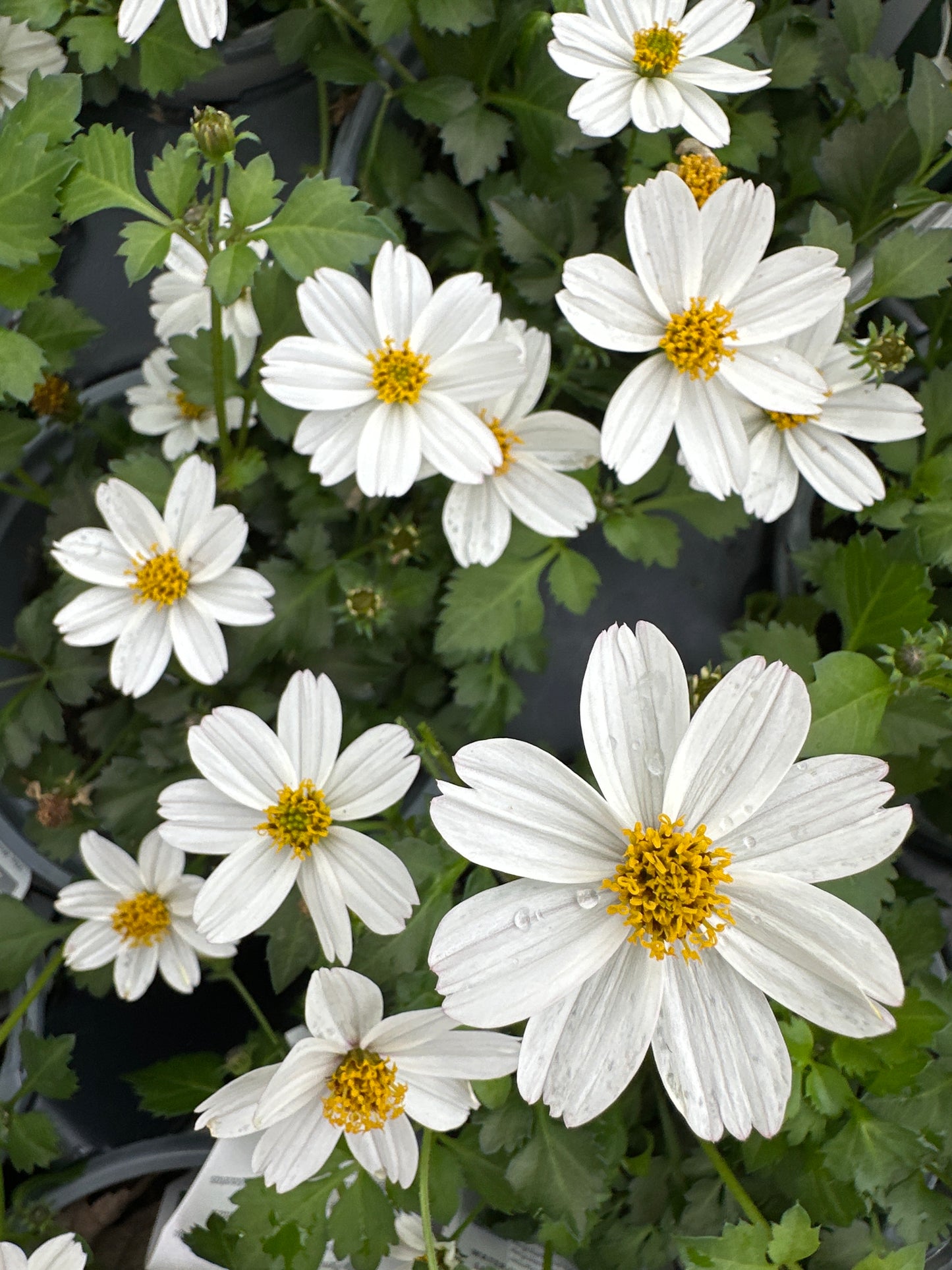 BIDENS CAMPFIRE MARSHMALLOW - QUART POT