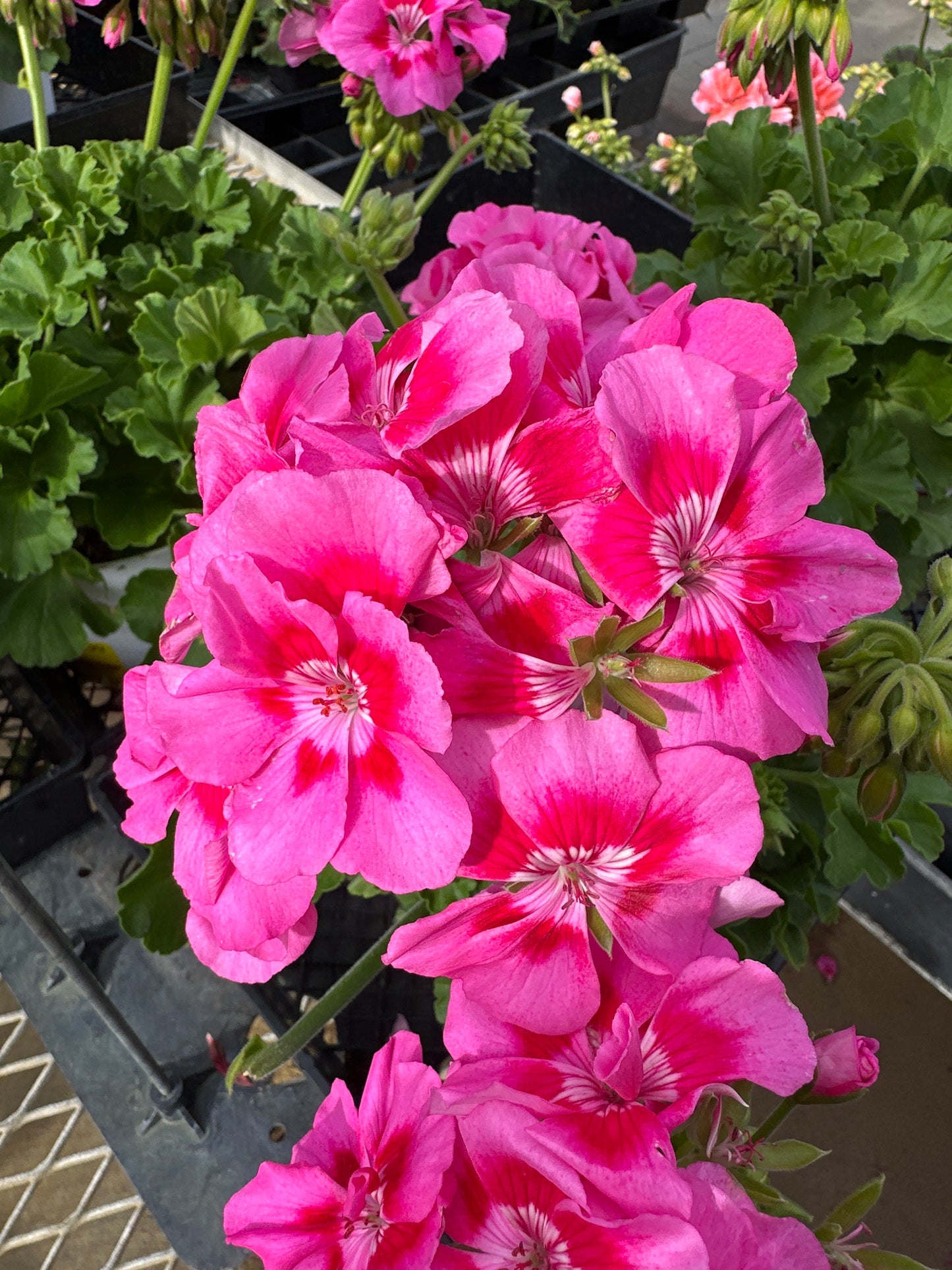 GERANIUM DYNAMO PINK FLARE - 6" POT