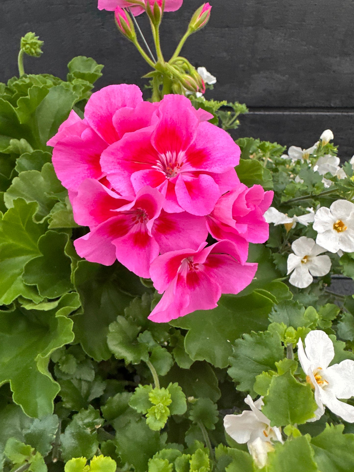 BASKET #4 - 10" HANGING BASKET