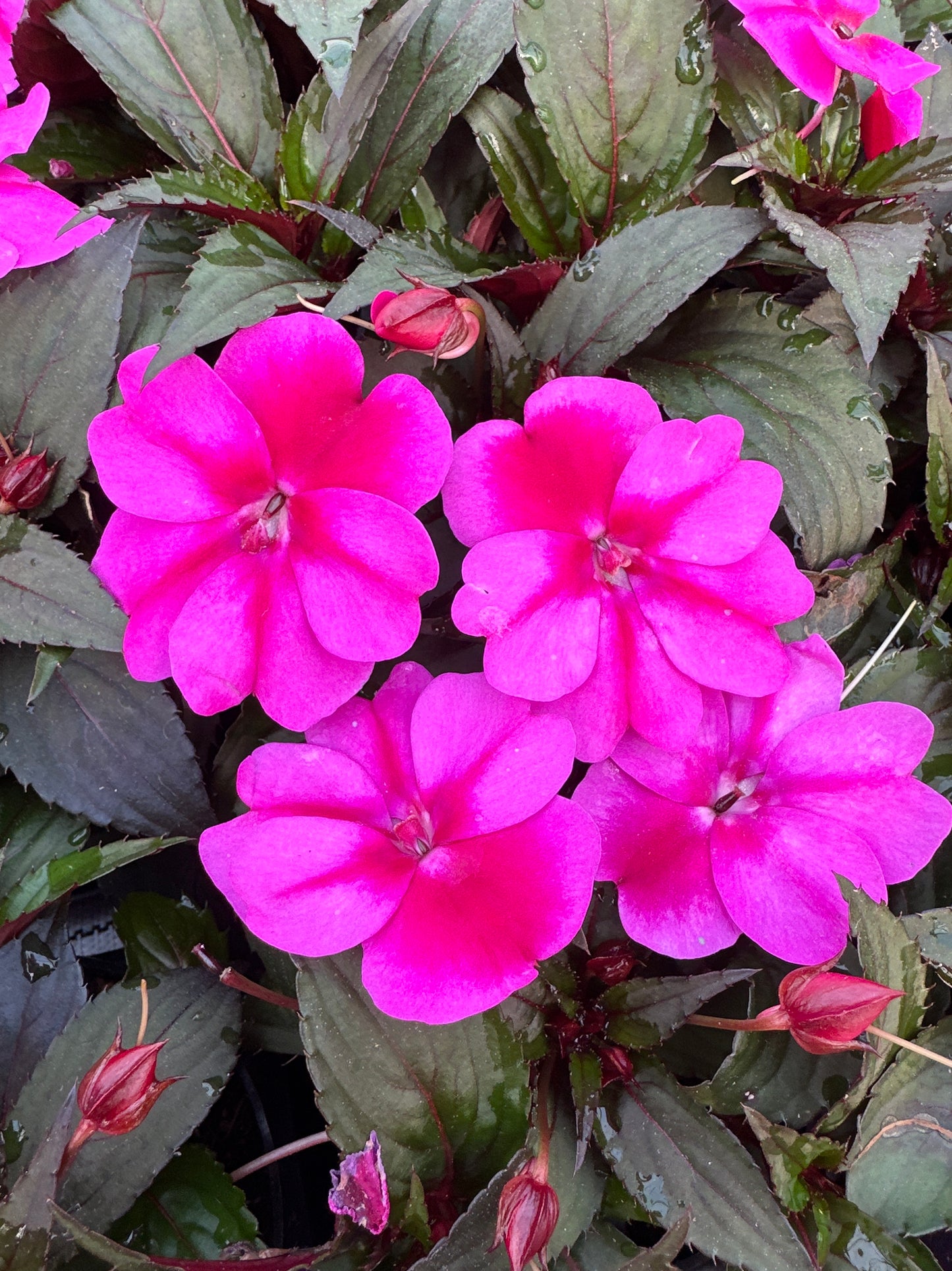 SUNPATIENS COMPACT PURPLE CANDY - 4" POT
