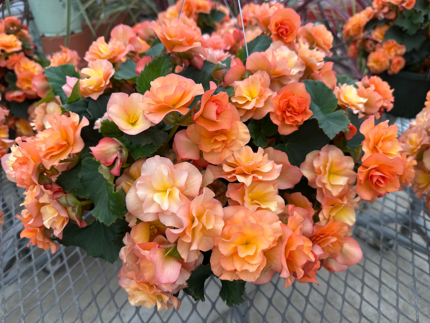 BEGONIA SOLENIAS APRICOT - 10'' HANGING BASKET