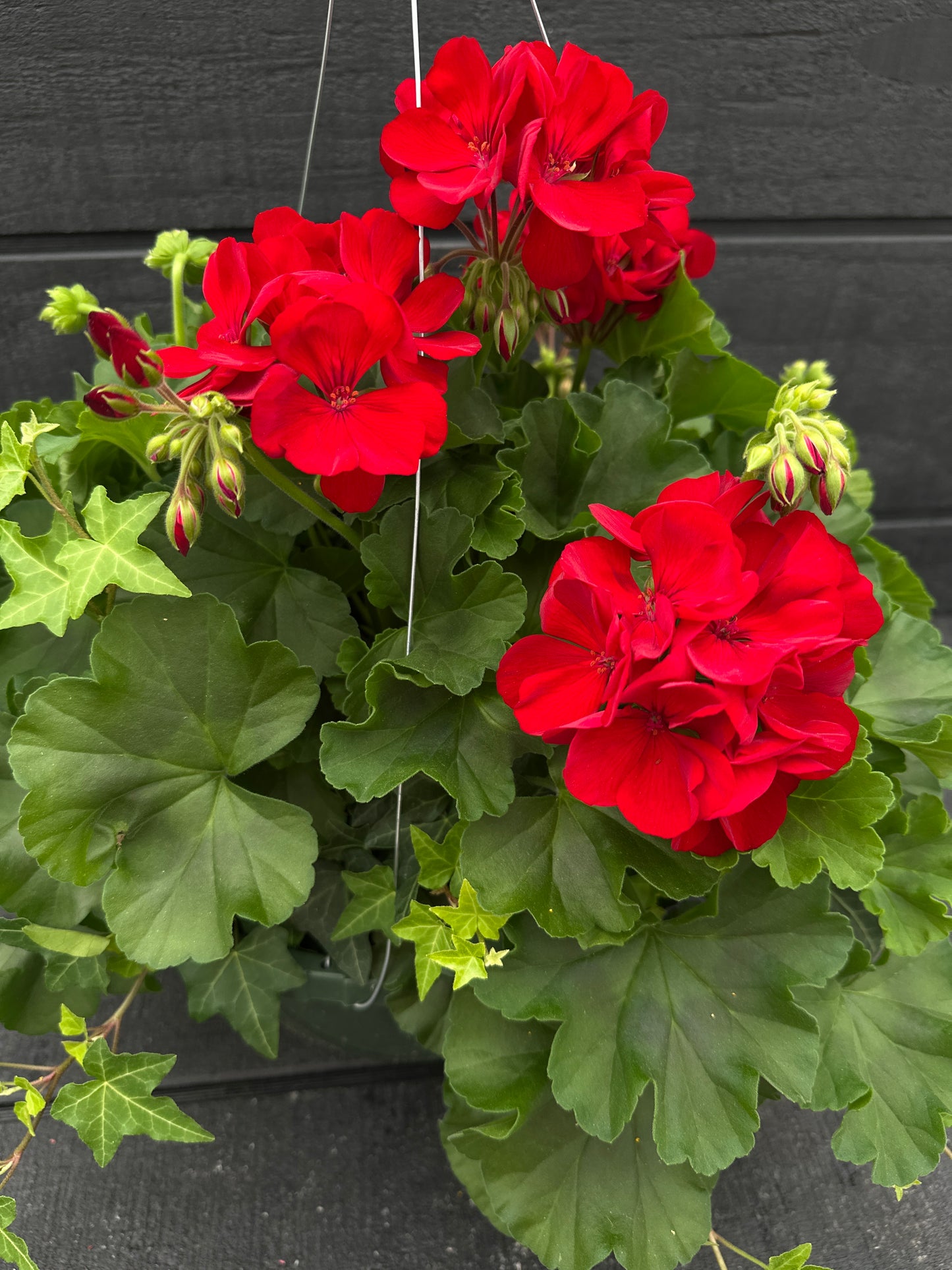 BASKET #44 - 10" HANGING BASKET