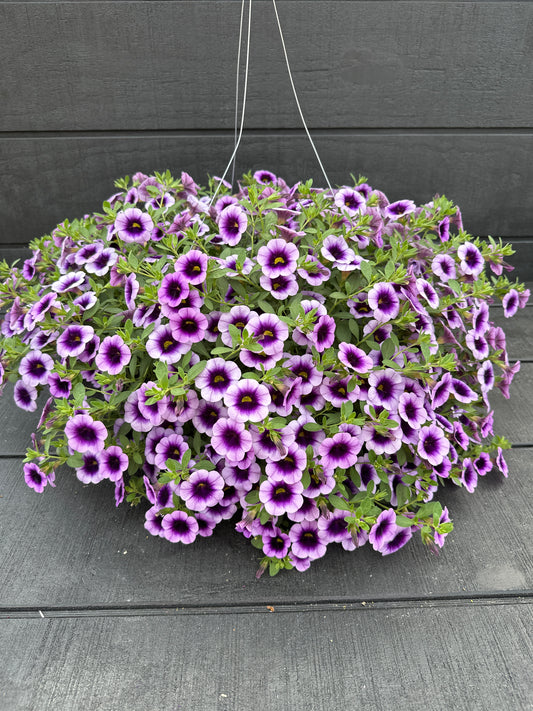 CALIBRACHOA SUPERBELLS BLUE MOON PUNCH - 10" HANGING BASKET