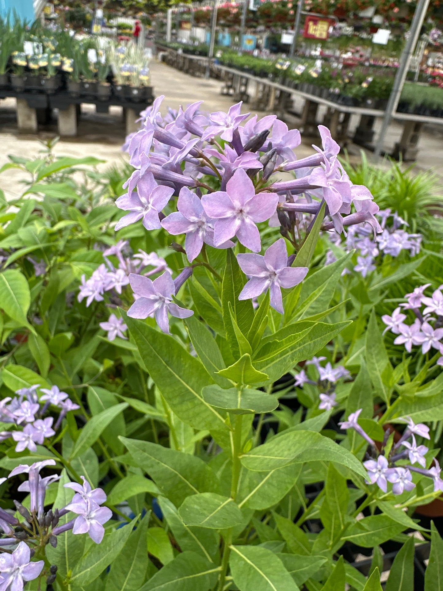 Amsonia 'Blue Ice'