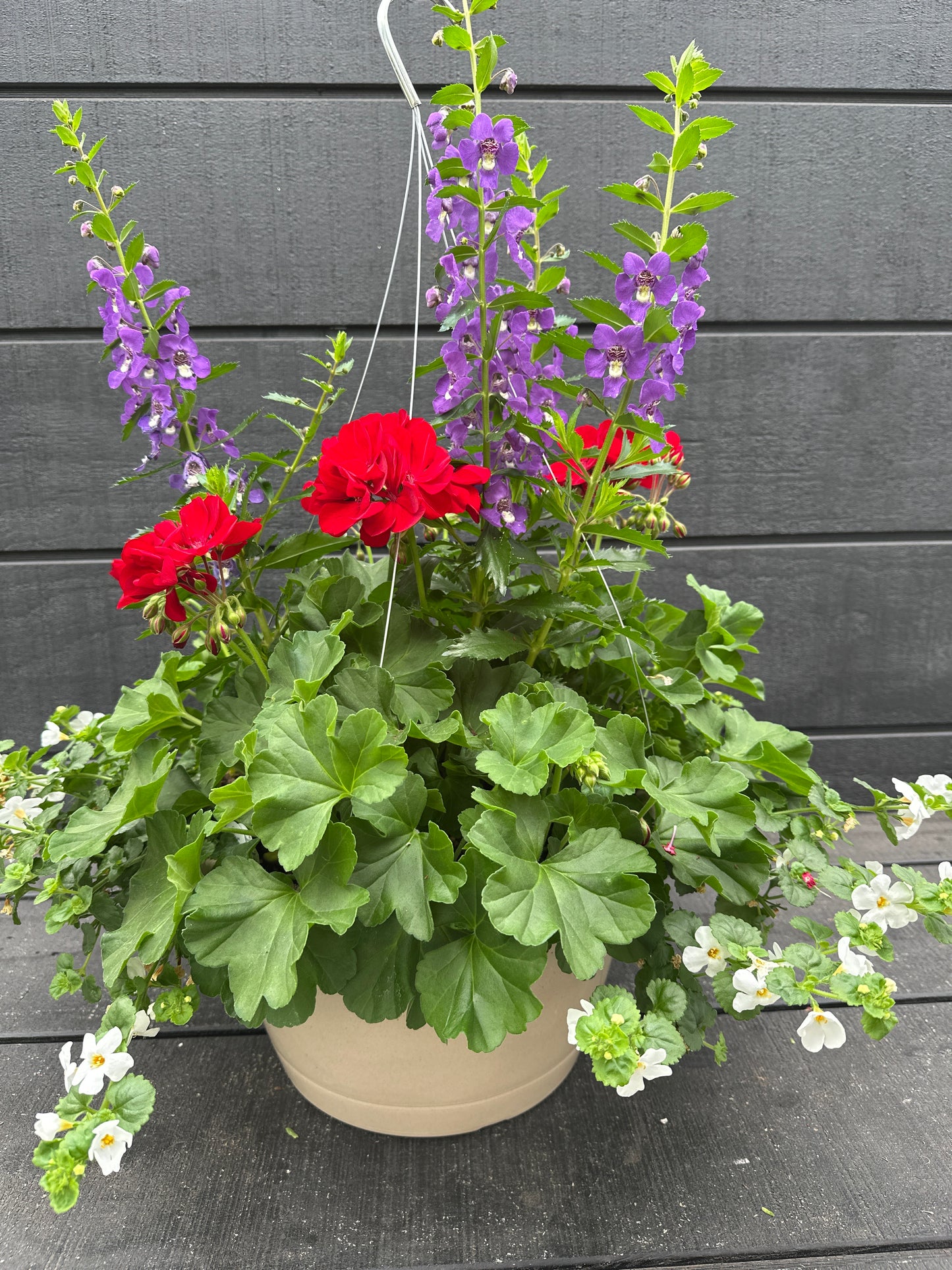 BASKET #77 - 12'' HANGING BASKET