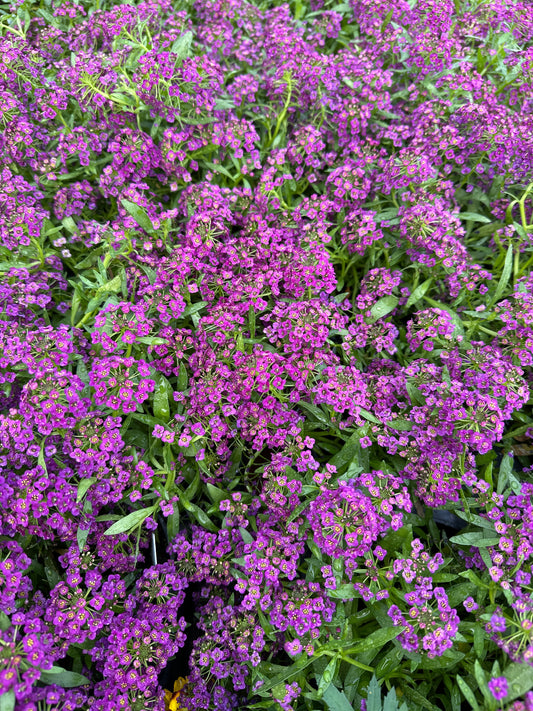 LOBULARIA STREAM PURPLE - 4'' POT