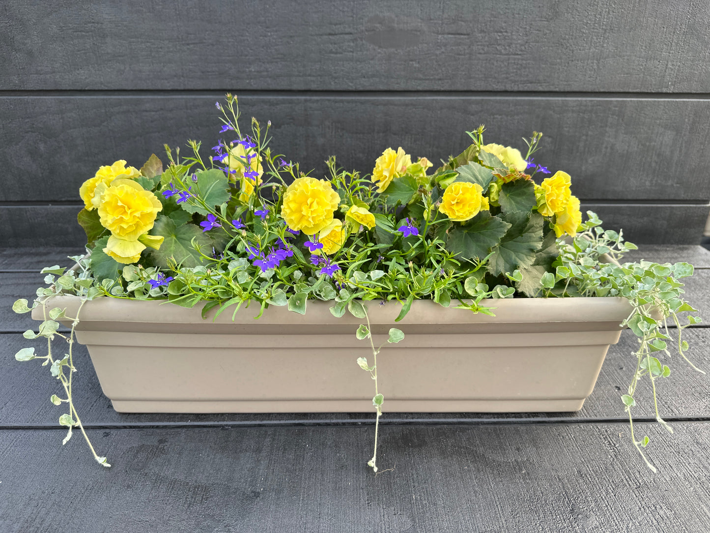 COMBO #15 - 24" WINDOW BOX
