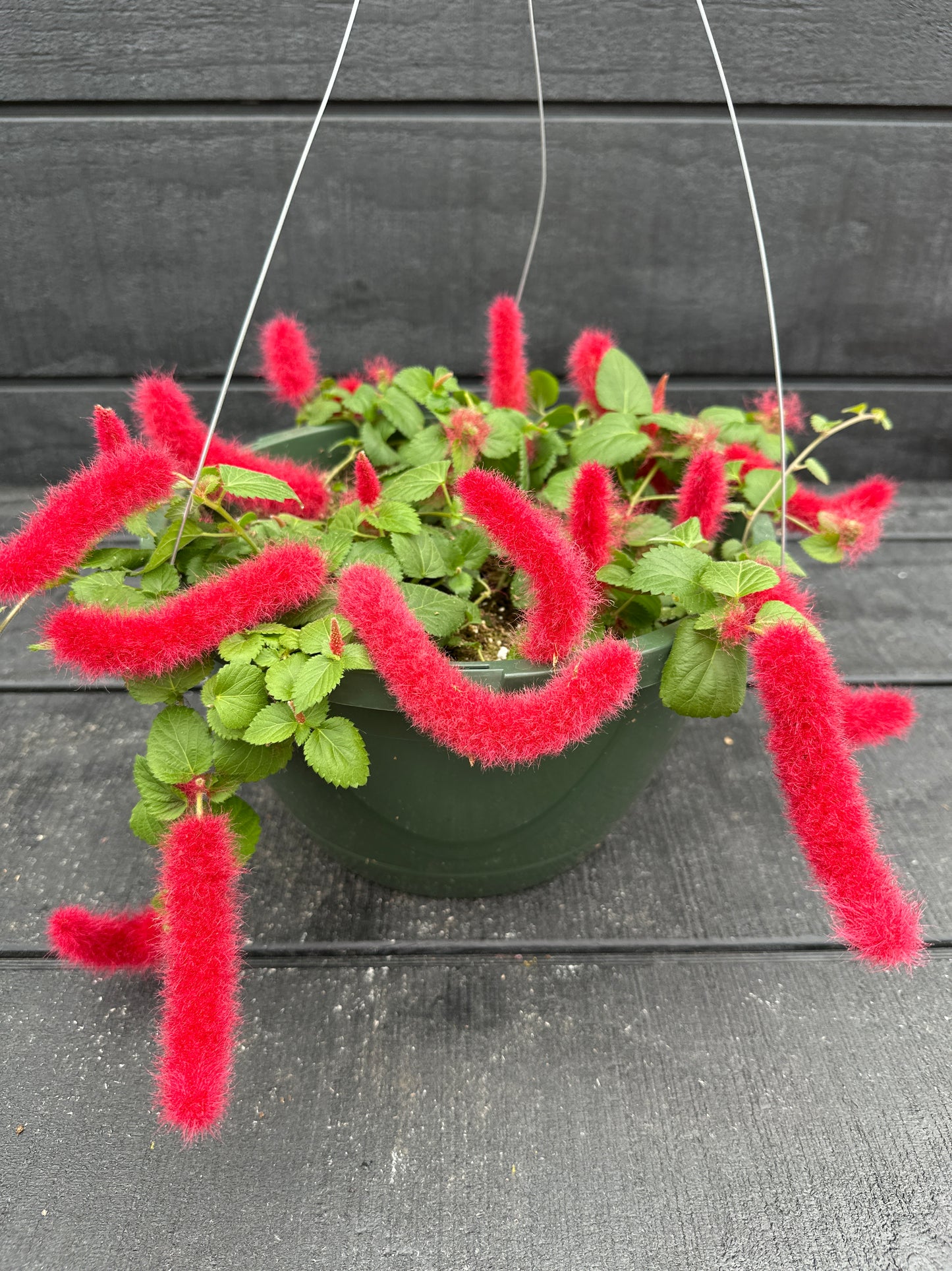ACALYPHA PENDULA CHENILLE - 10" HANGING BASKET