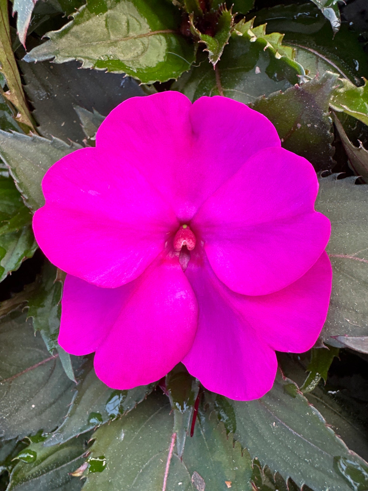 SUNPATIENS COMPACT PURPLE - JUMBO 6 PACK