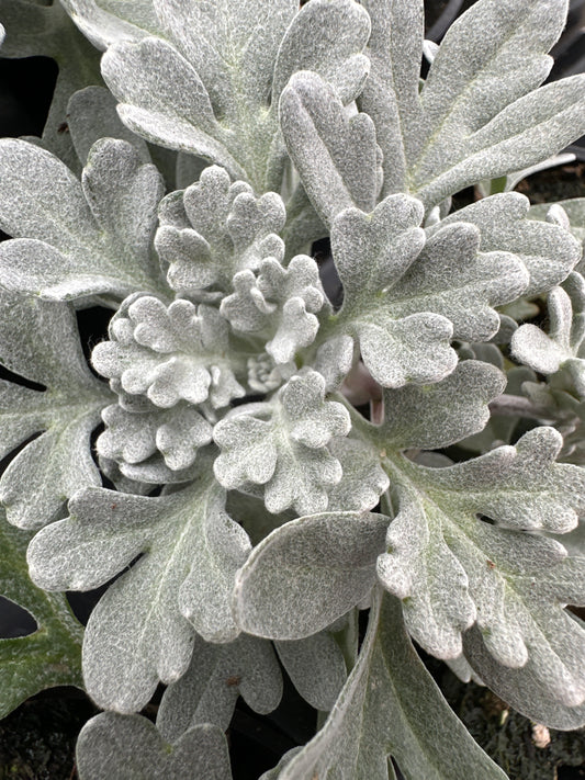 ARTEMISIA SEA SALT - 4" POT