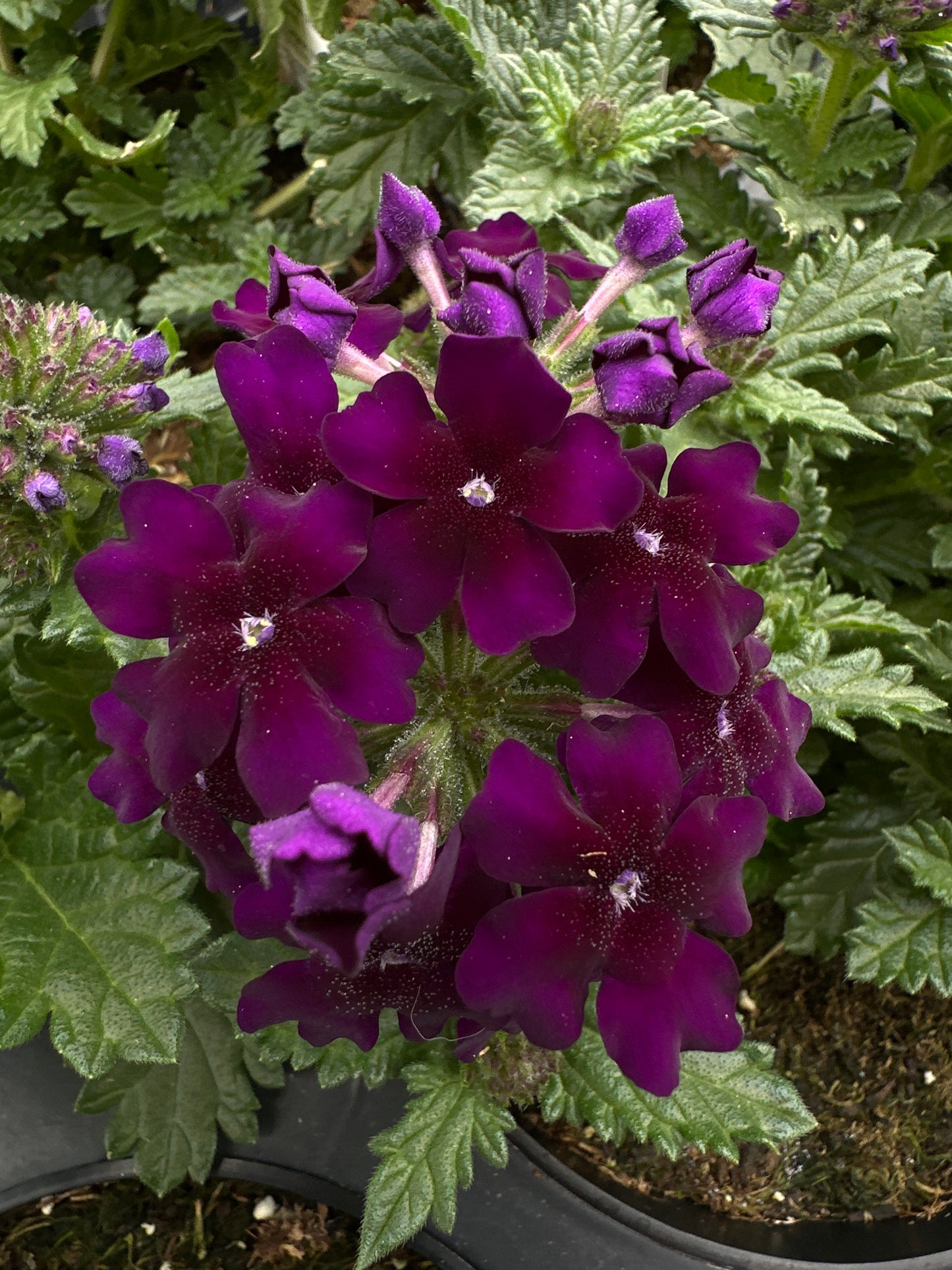 VERBENA EMPRESS VIOLET BLUE - 4'' POT