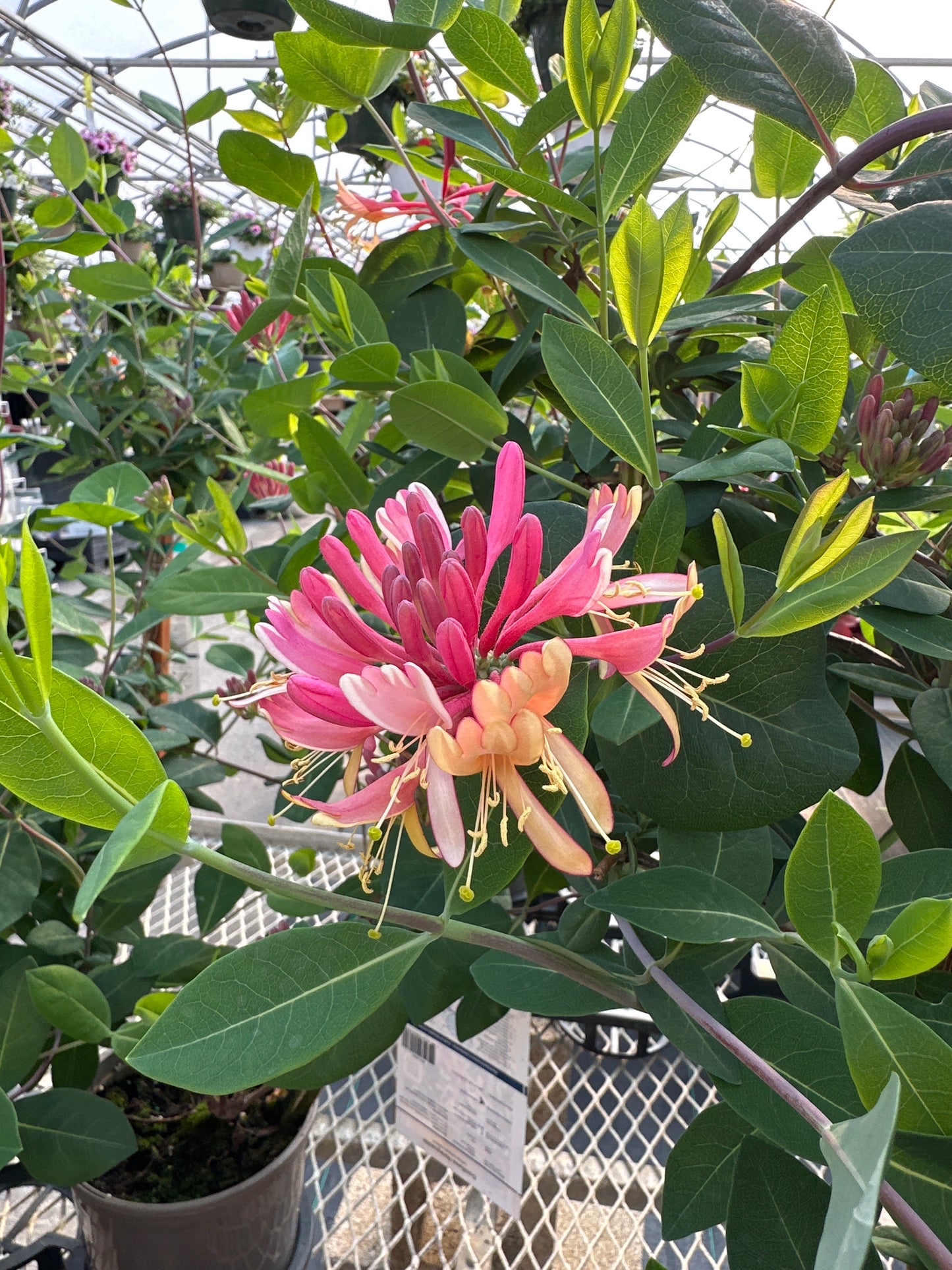 Lonicera tragophylla x sempervirens 'Mandarin'