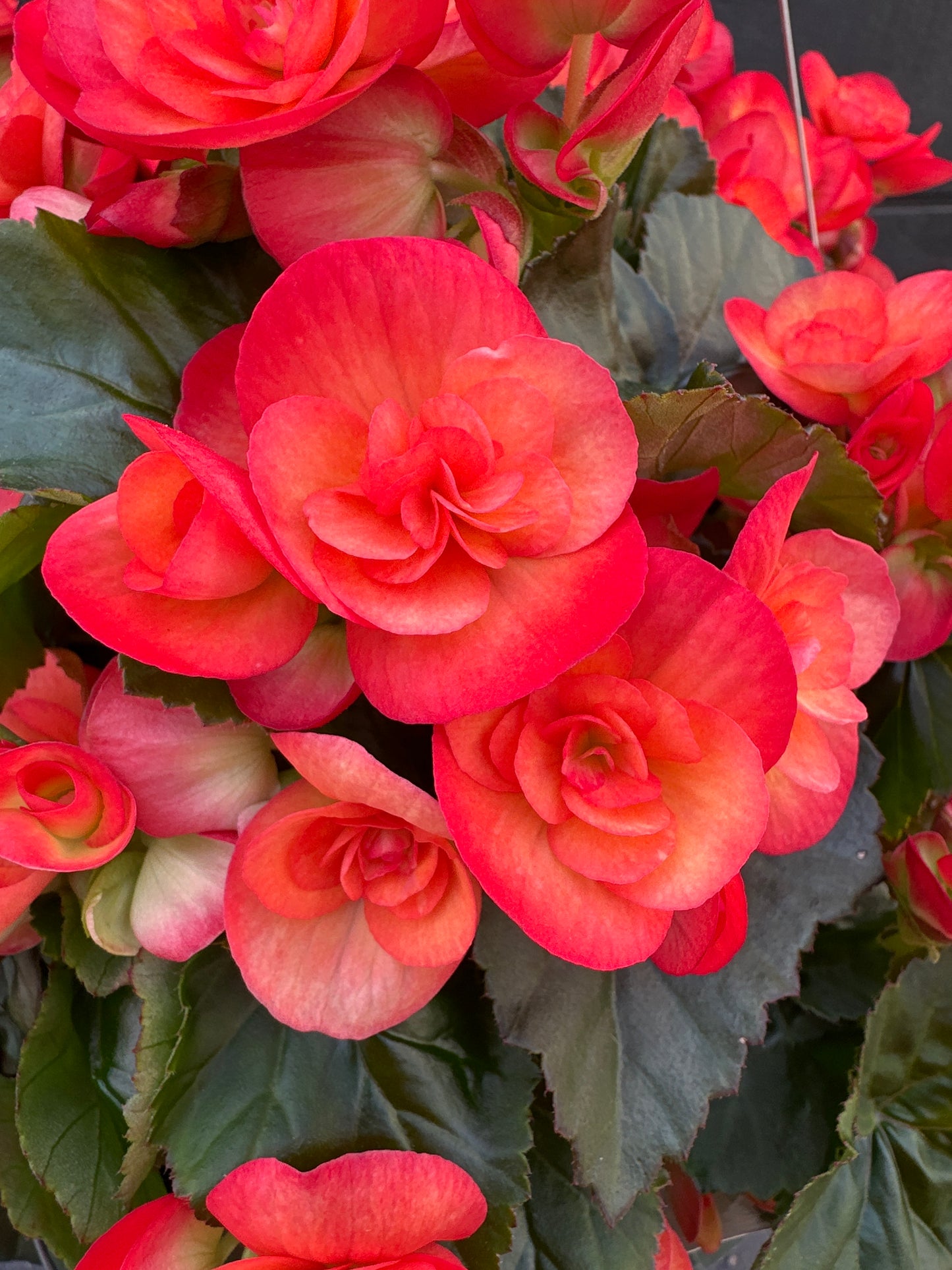 BEGONIA REIGER CARNEVAL - 10'' HANGING BASKET