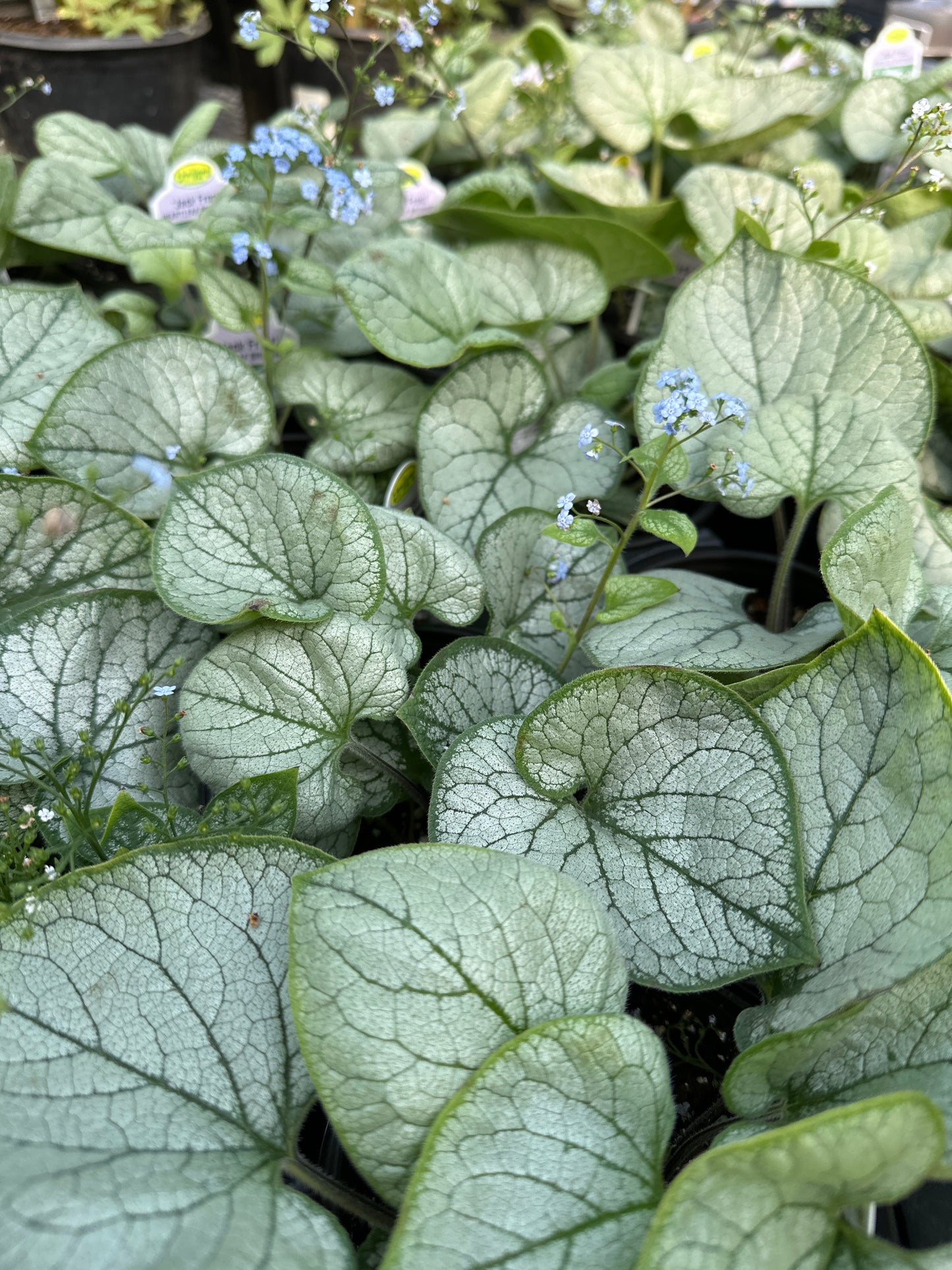 BRUNNERA JACK FROST - QUART POT