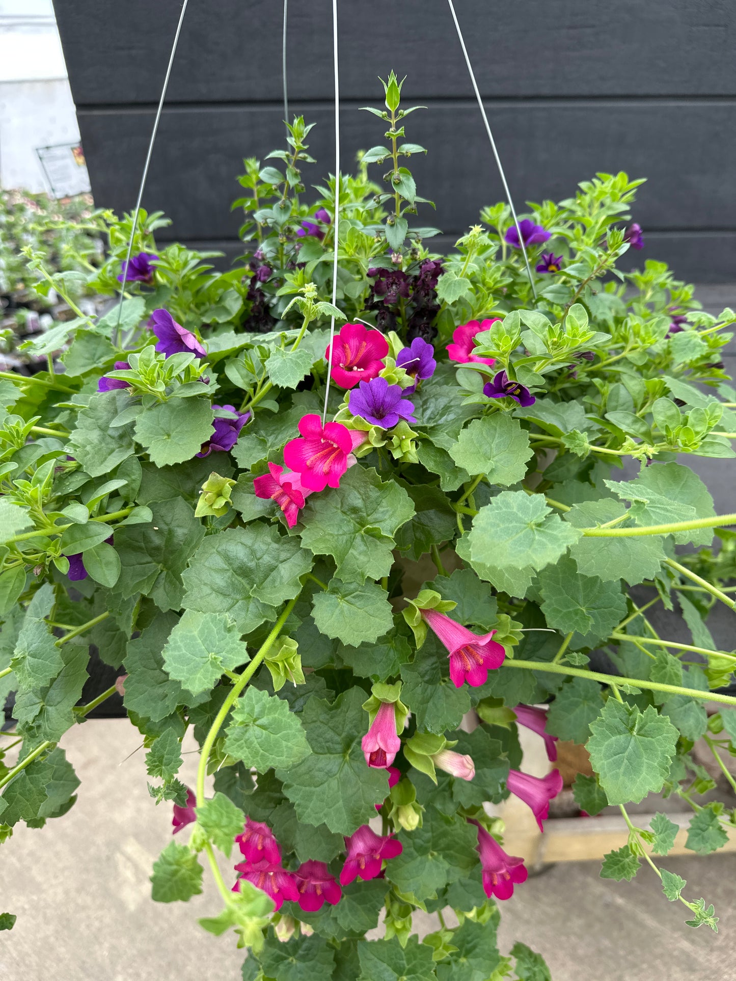 BASKET #96 - 12'' HANGING BASKET