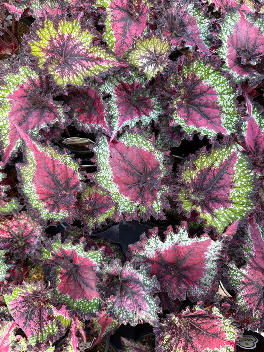 BEGONIA REX JURASSIC WATERMELON - QUART POT