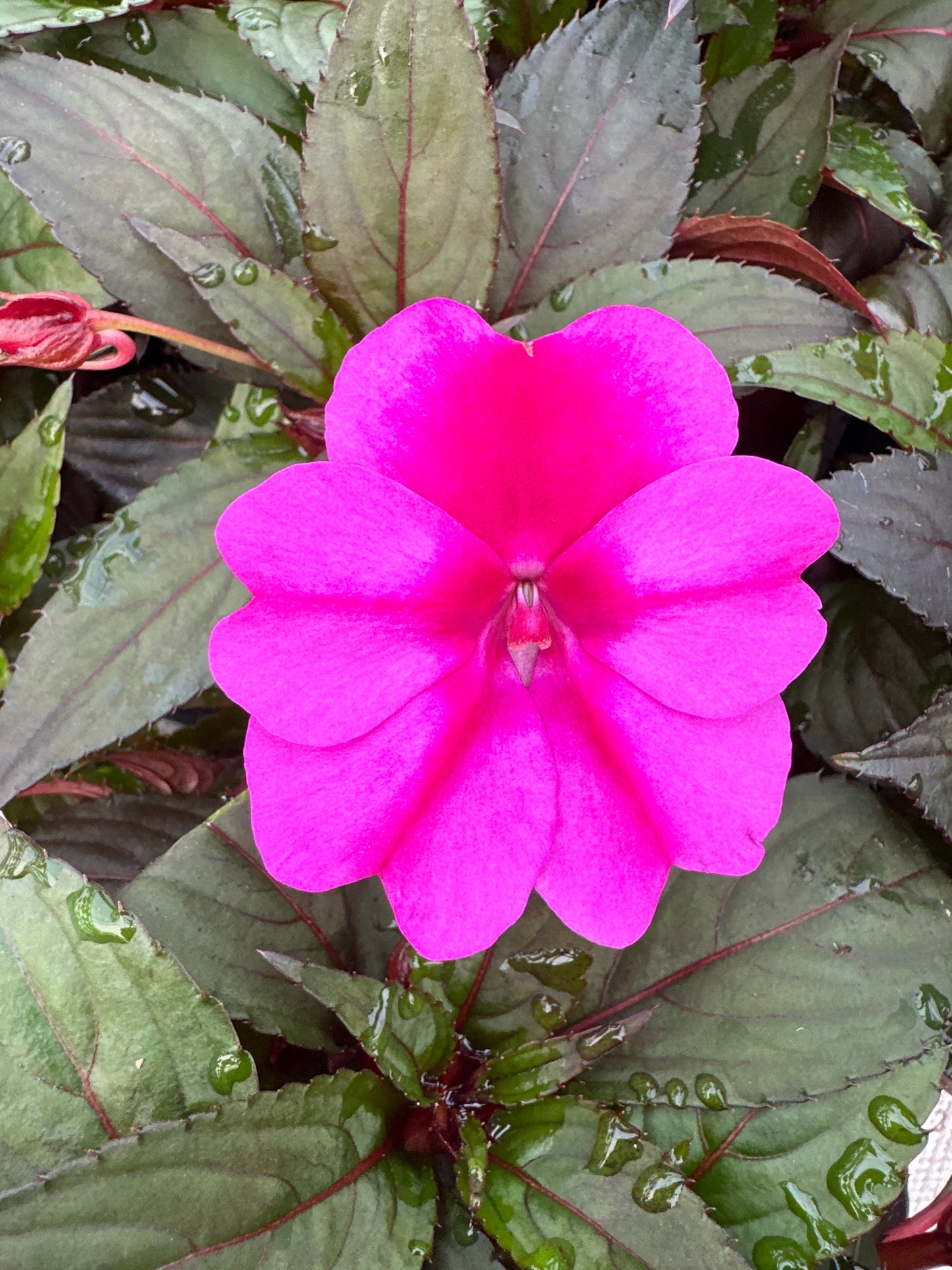 SUNPATIENS COMPACT PURPLE CANDY - JUMBO 6 PACK