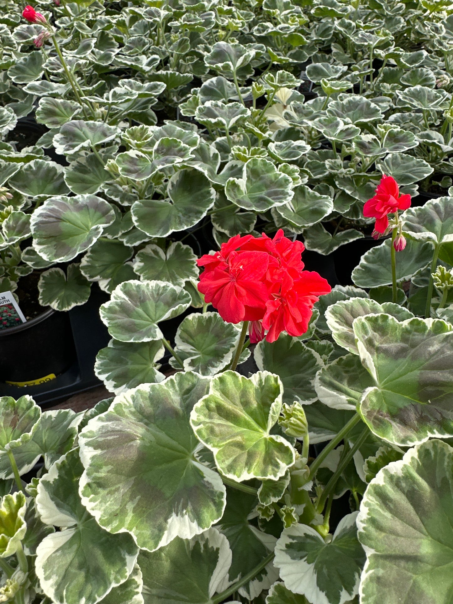 GERANIUM WILHELM LANGUTH - QUART POT