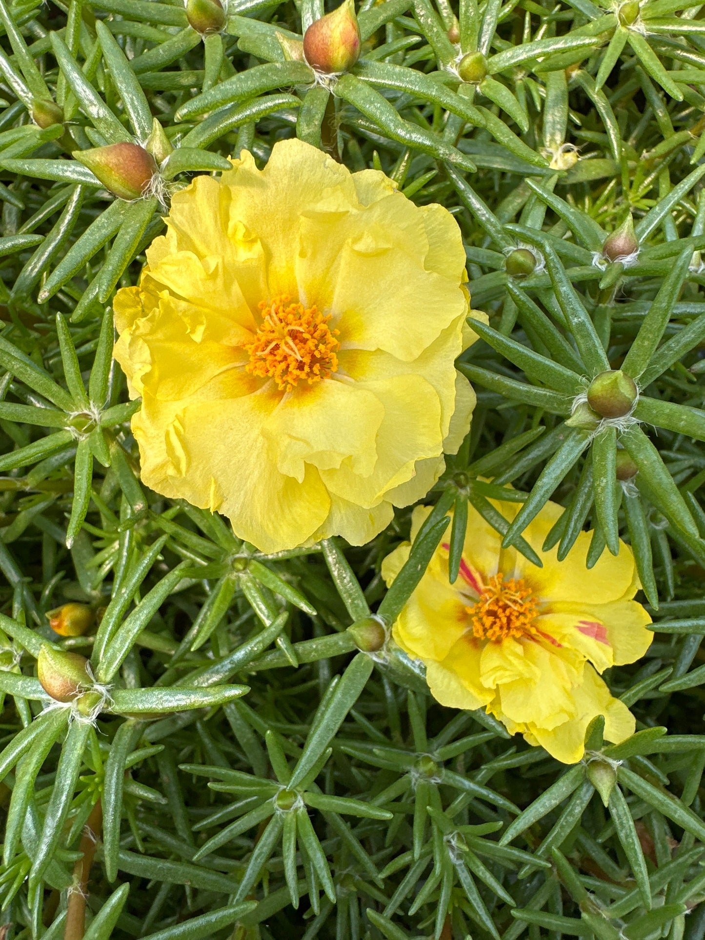 PORTULACA HAPPY HOUR LEMON - FLAT OF 48 PLANTS