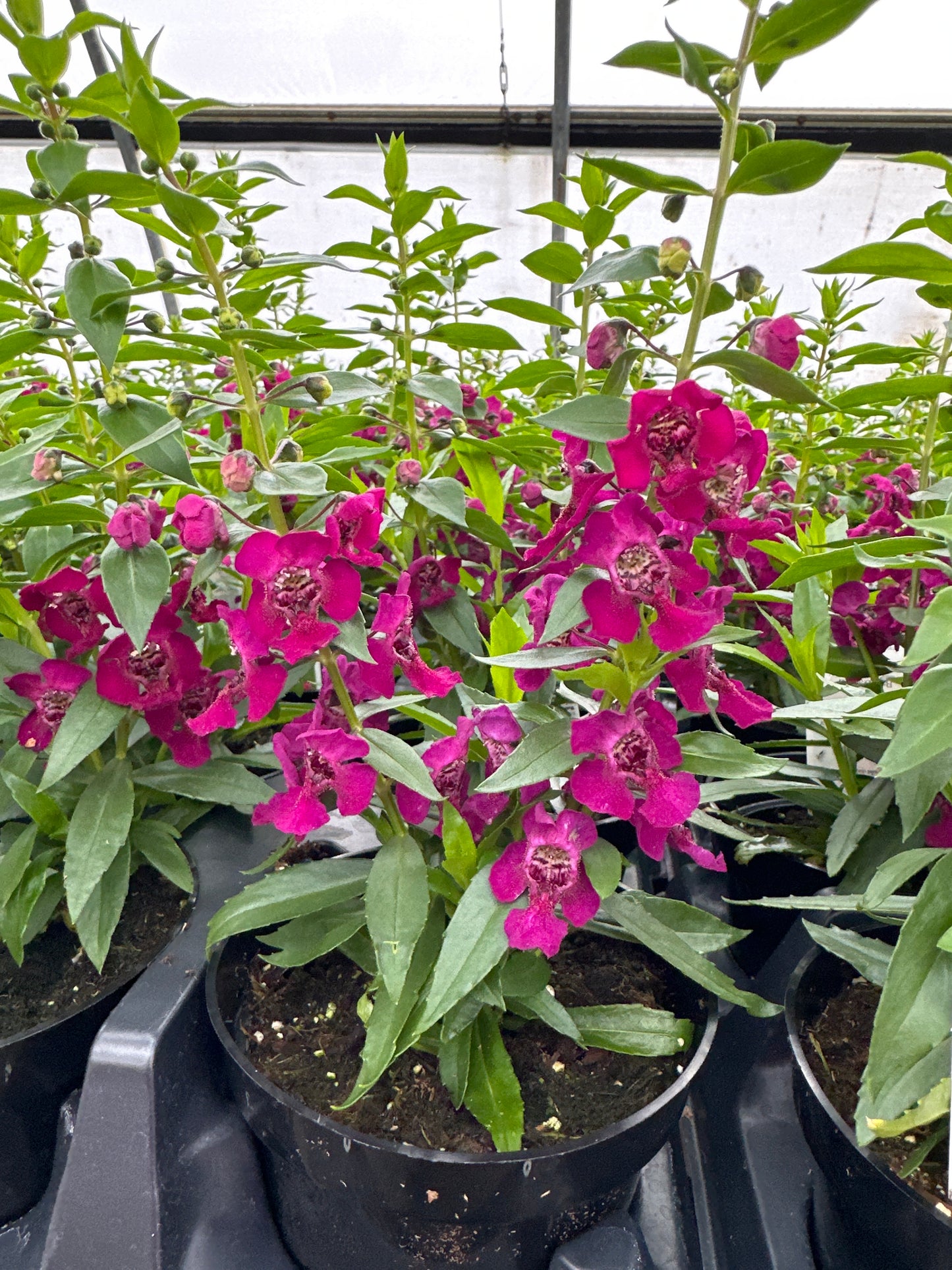 ANGELONIA ARCHANGEL FUCHSIA - 4" Pot
