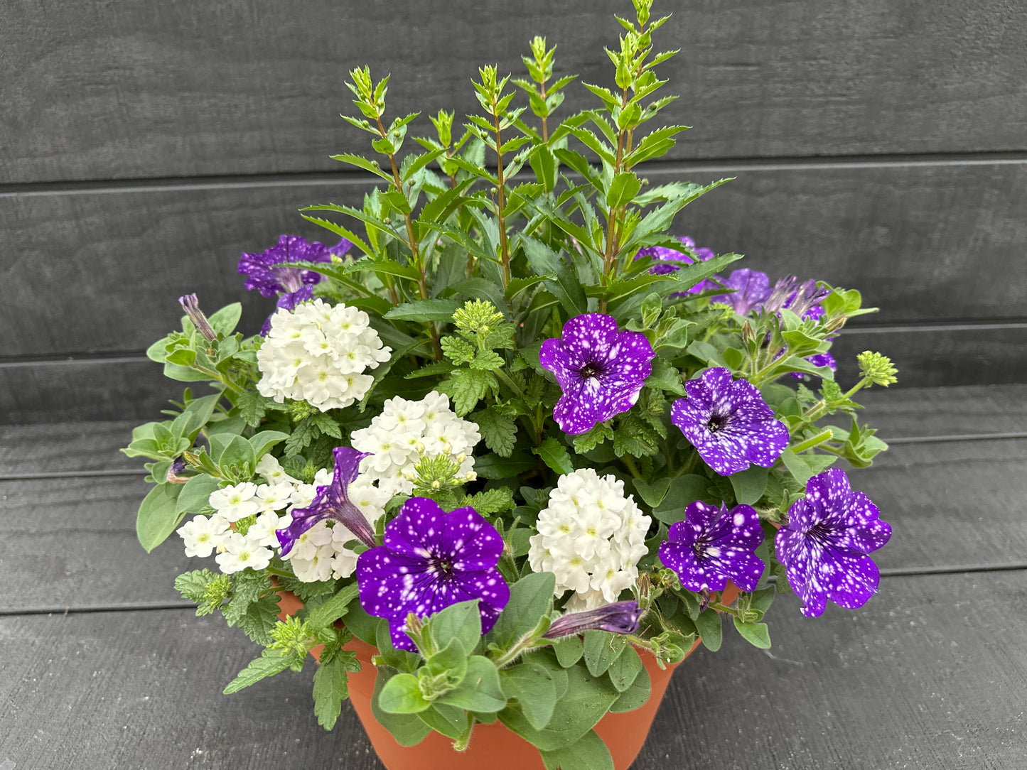 COMBO #44 - 12'' POT