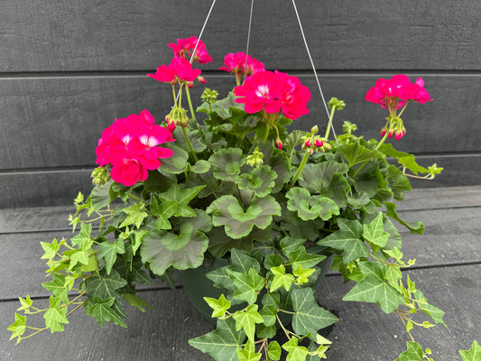 BASKET #44 - 10'' HANGING BASKET