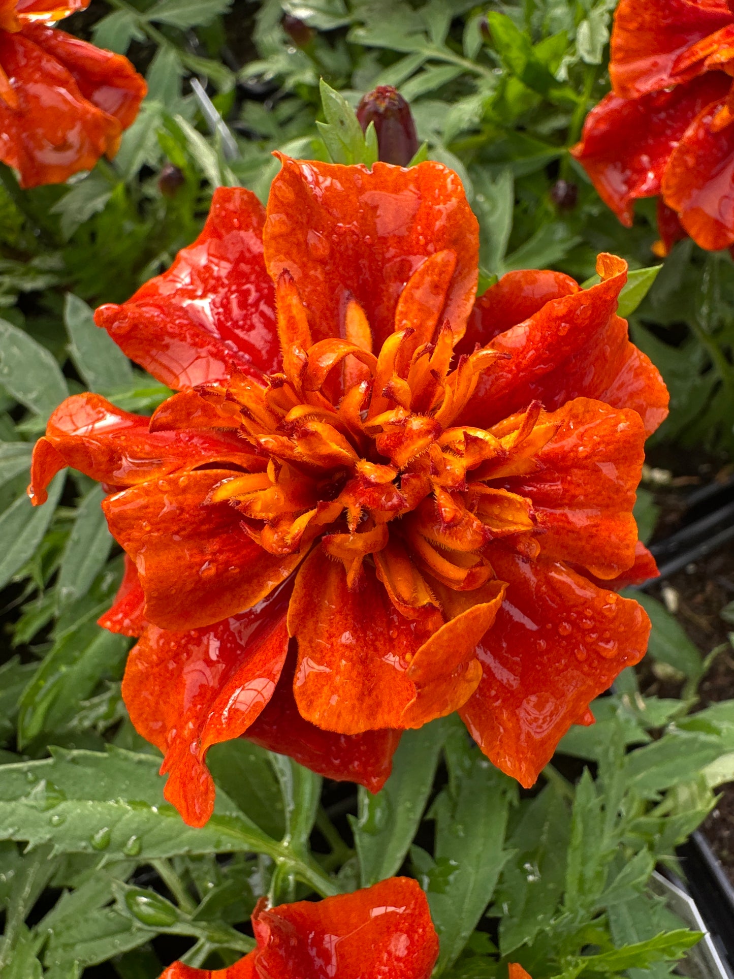 MARIGOLD FIREBALL - JUMBO 6 PACK