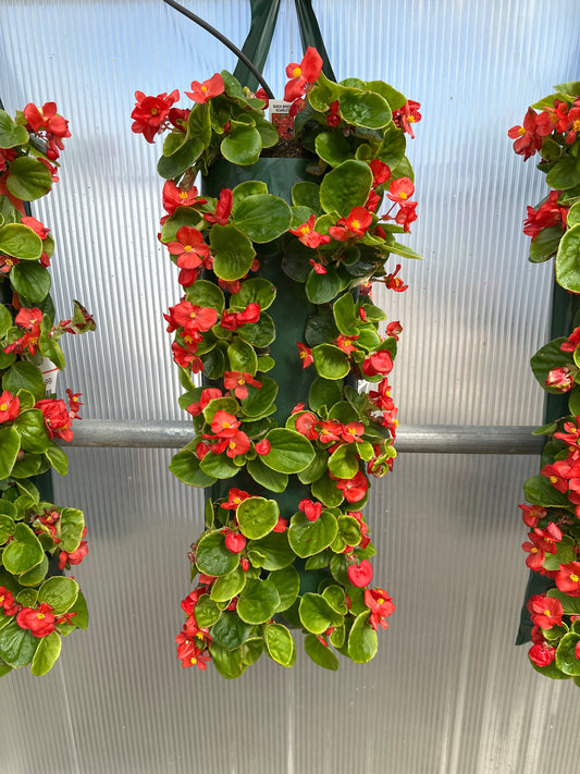 BEGONIA BADA BING SCARLET - FLOWER BAG