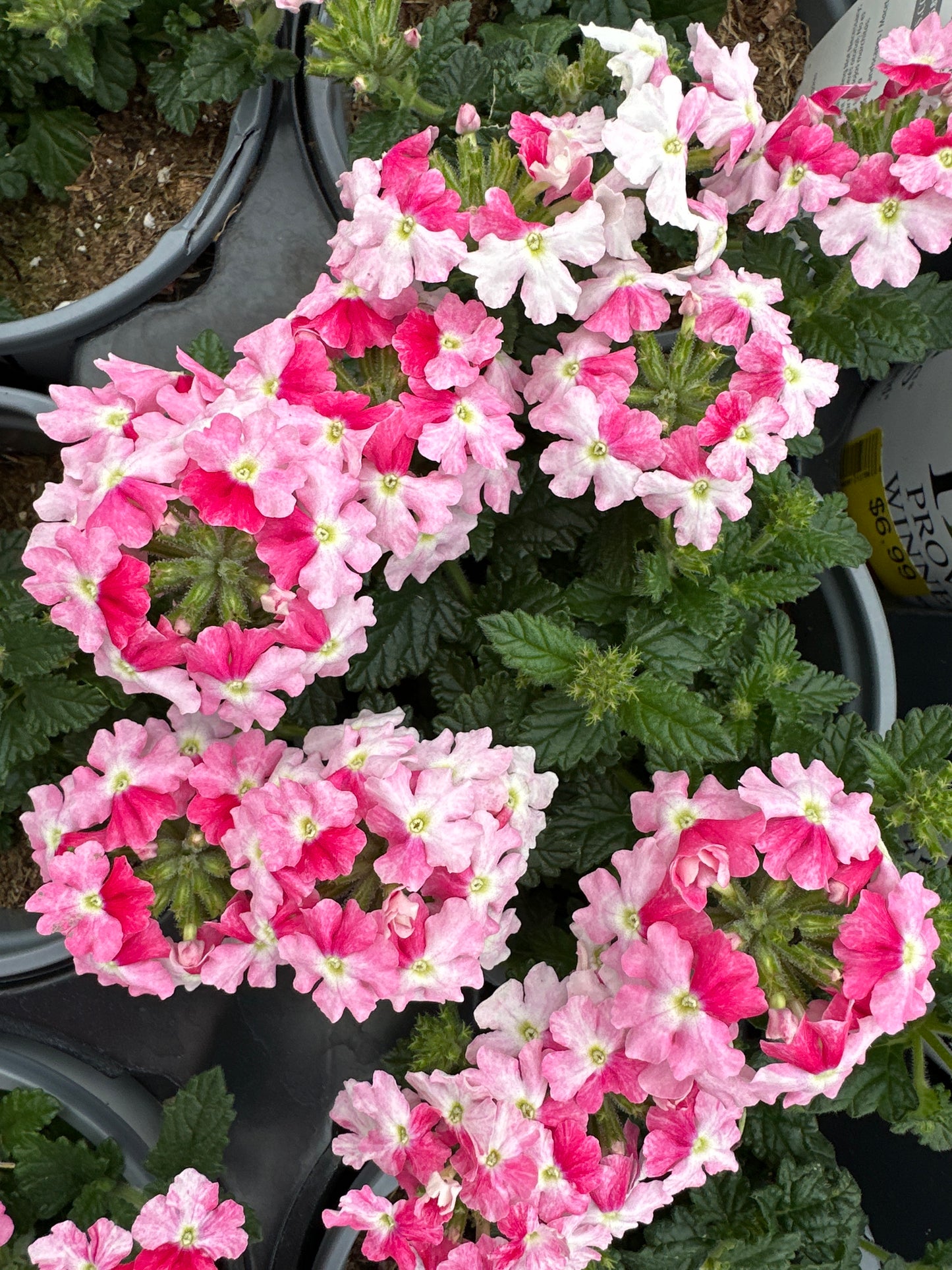 VERBENA SUPERBENA SPARKLING ROSE - QUART POT