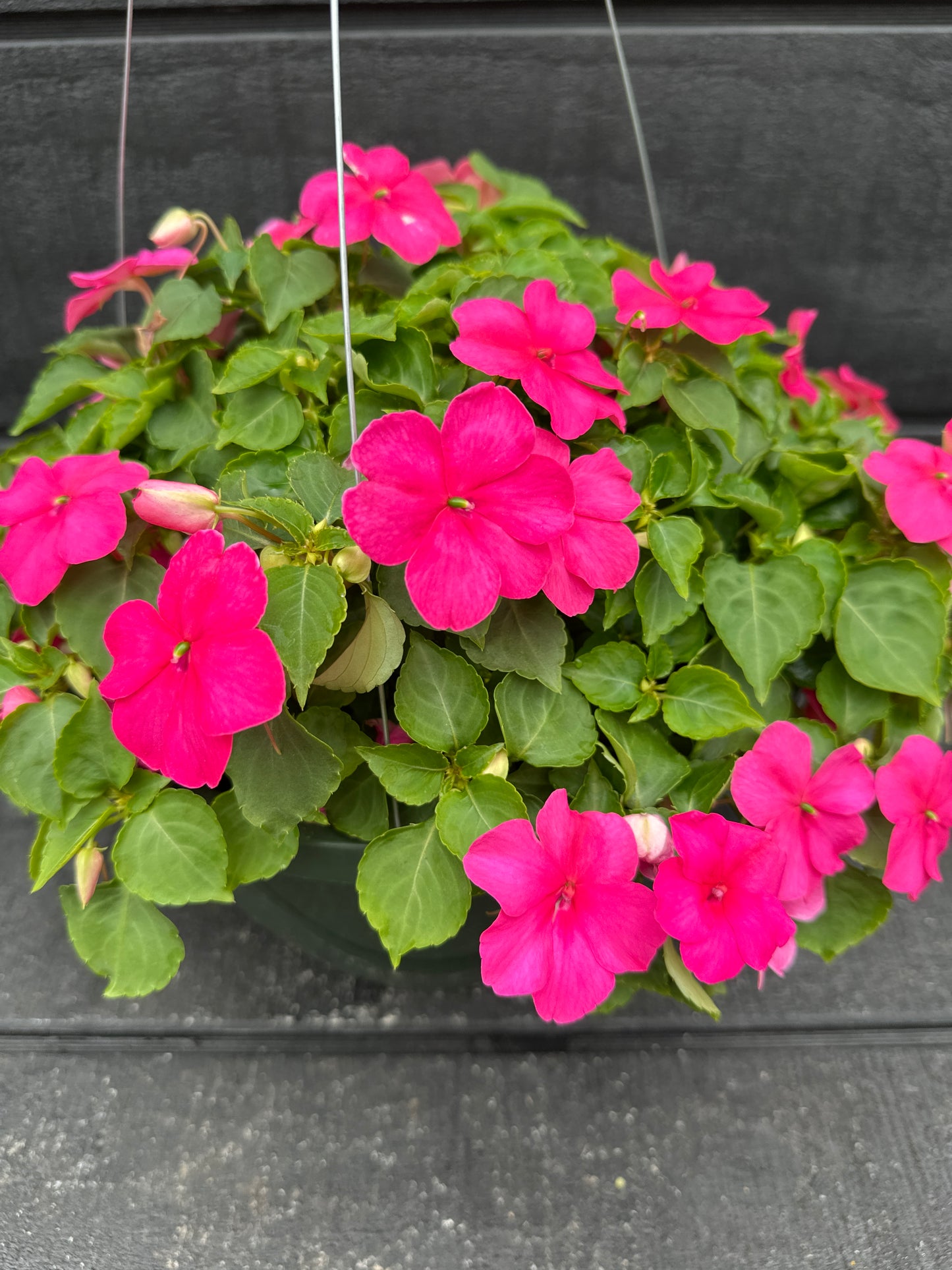 IMPATIENS BEACON ROSE - 10" HANGING BASKET