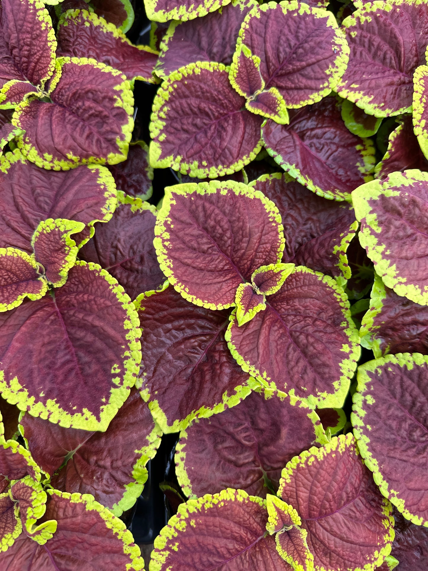 COLEUS KONG JR SCARLET - 4'' POT